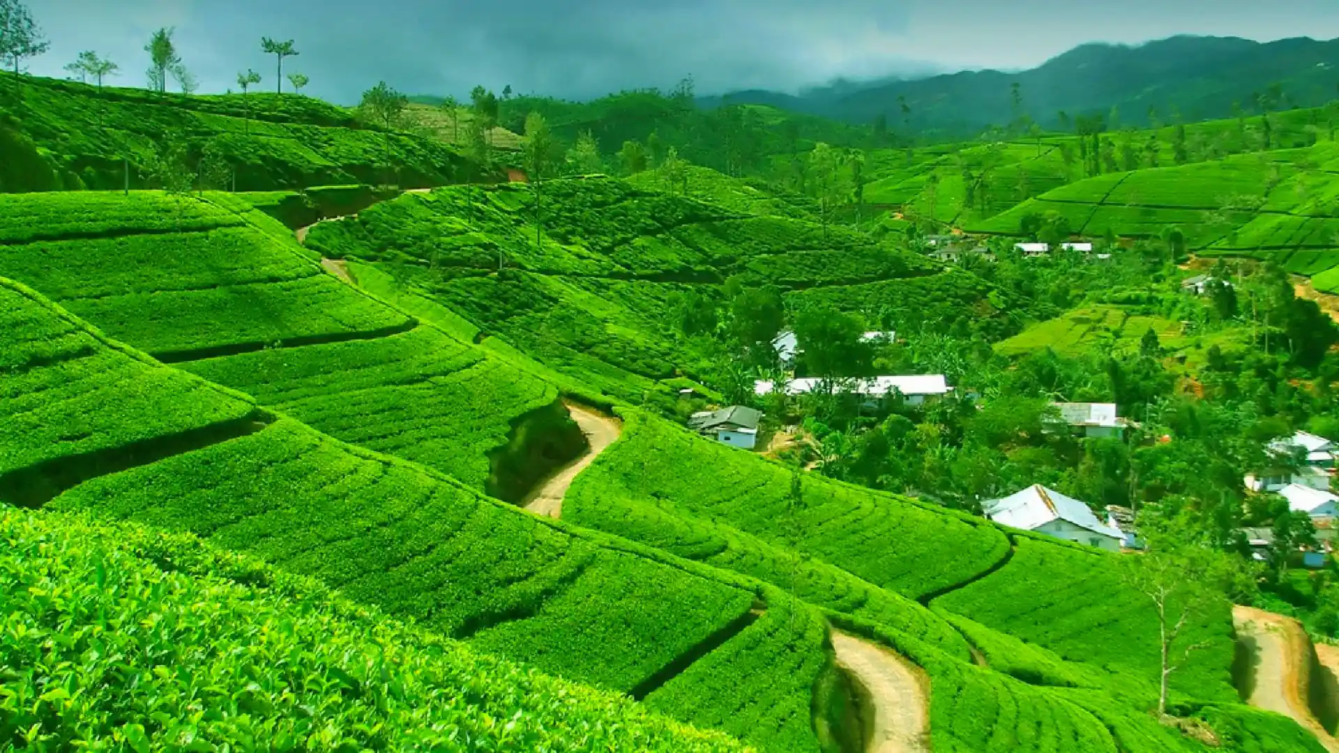 جاذبه‌های طبیعی سریلانکا│معرفی 7 جاذبه طبیعی برتر سریلانکا + عکس