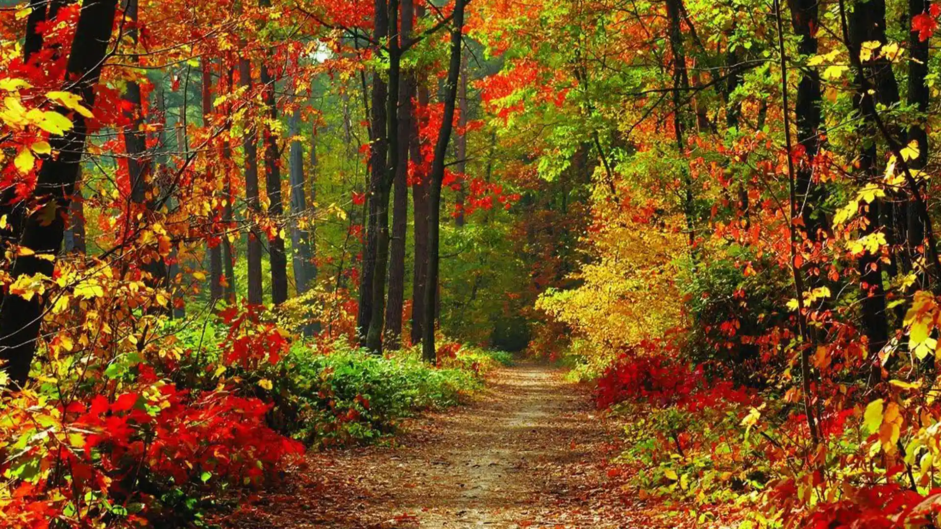 سریلانکا پاییز 1404؛ تجربه سفری ۱۰ روزه با هیژافلای