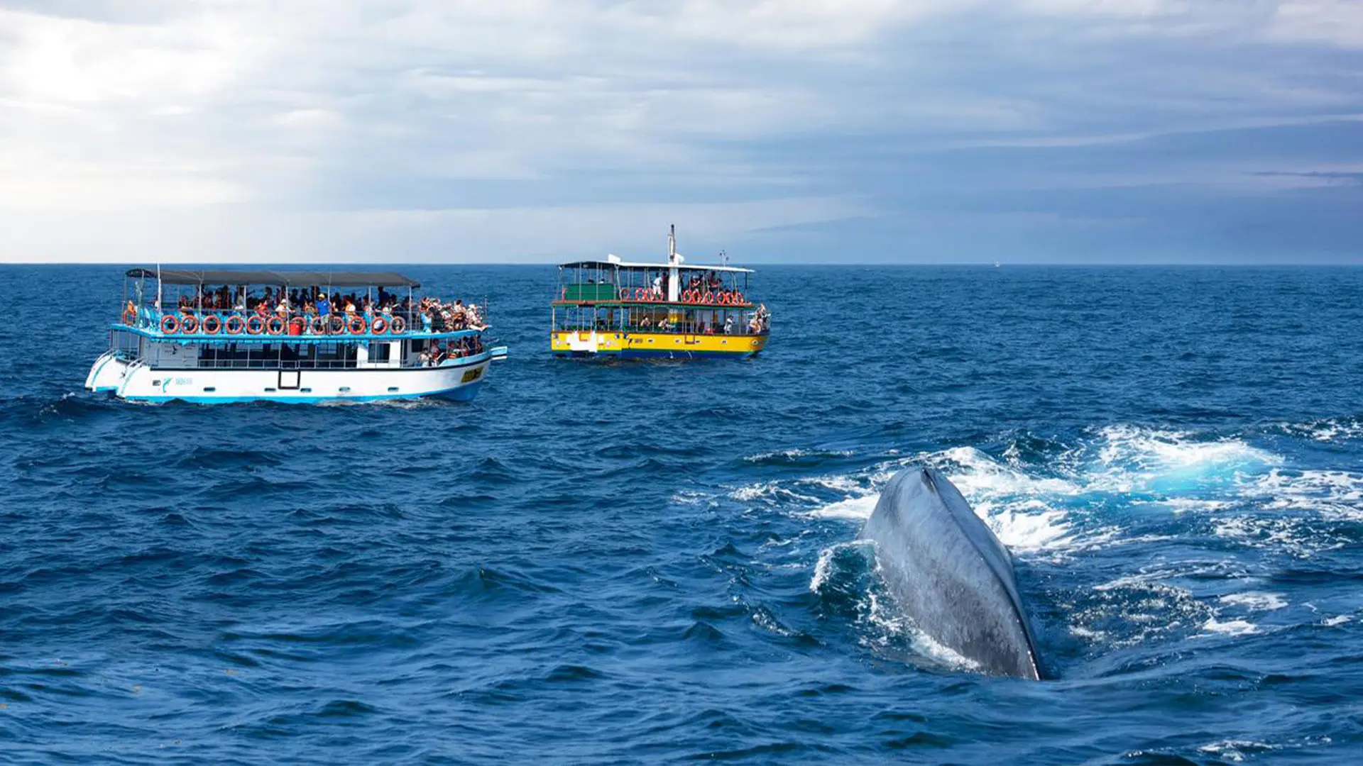 تماشای نهنگ‌های میریسا؛ تجربه‌ای بی‌نظیر در سریلانکا